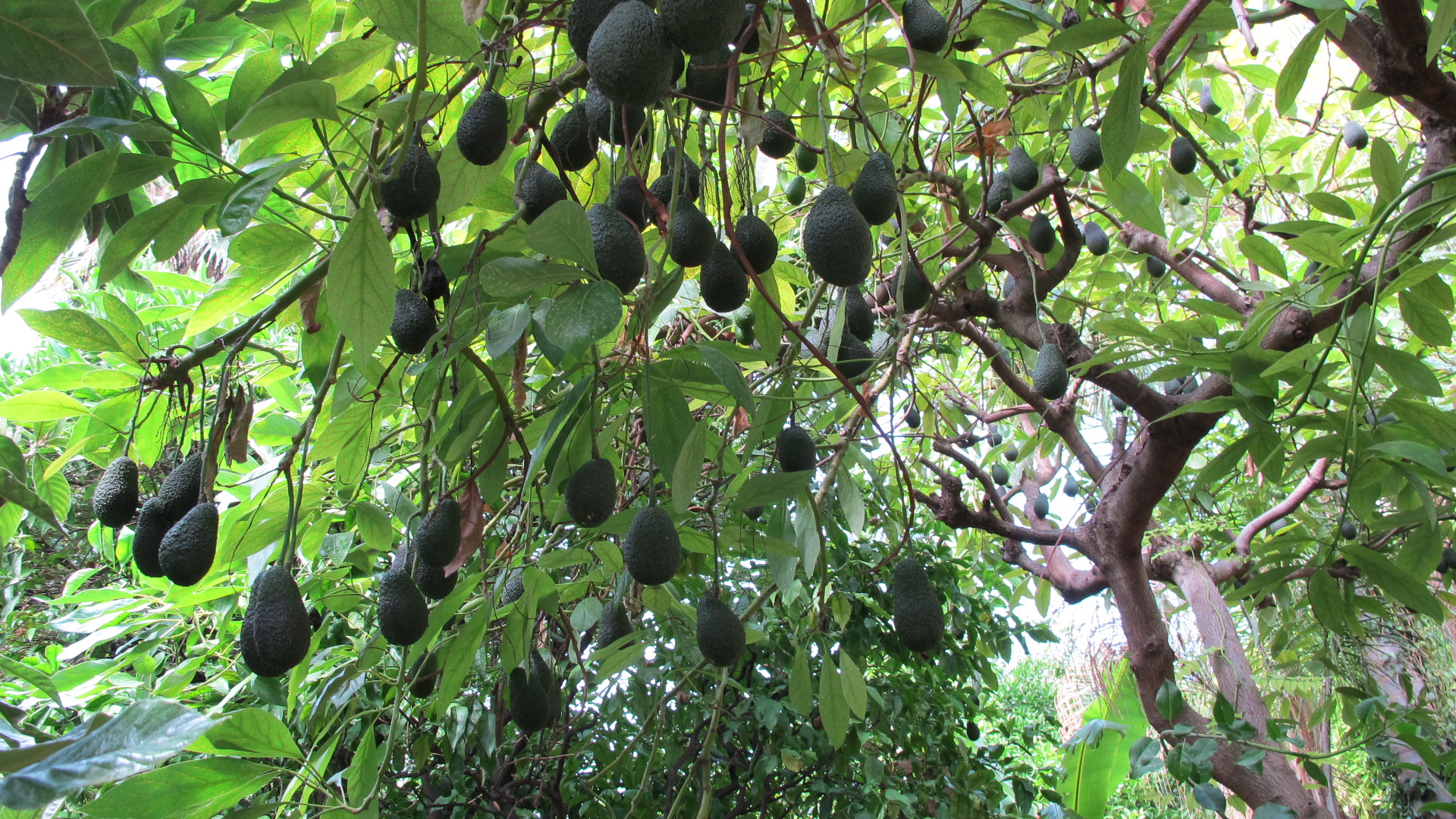 avocatier